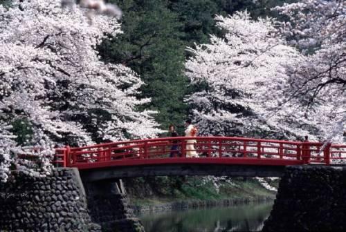 Immagine di sfondo della pagina H.I.S. Europe Italy, pacchetti inverno e primavera in Giappone  