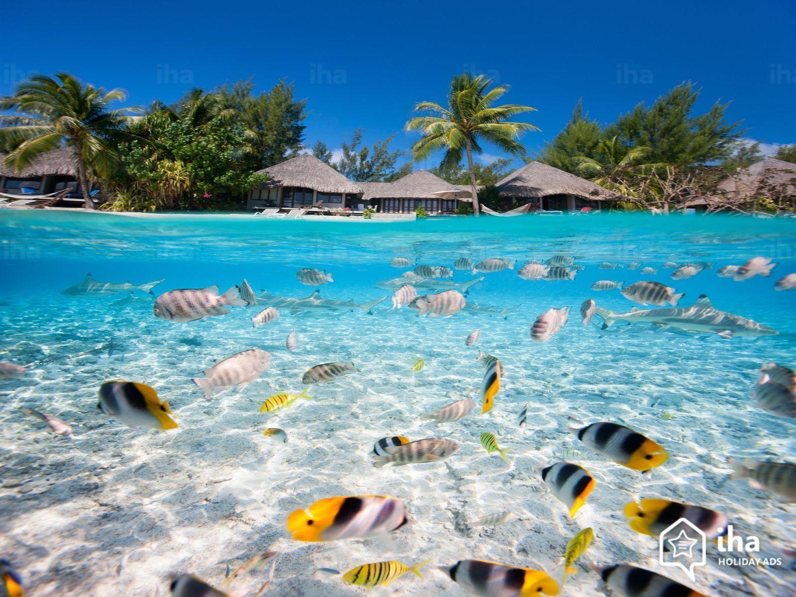 Immagine di sfondo della pagina Tahiti, le nuove regole d'ingresso