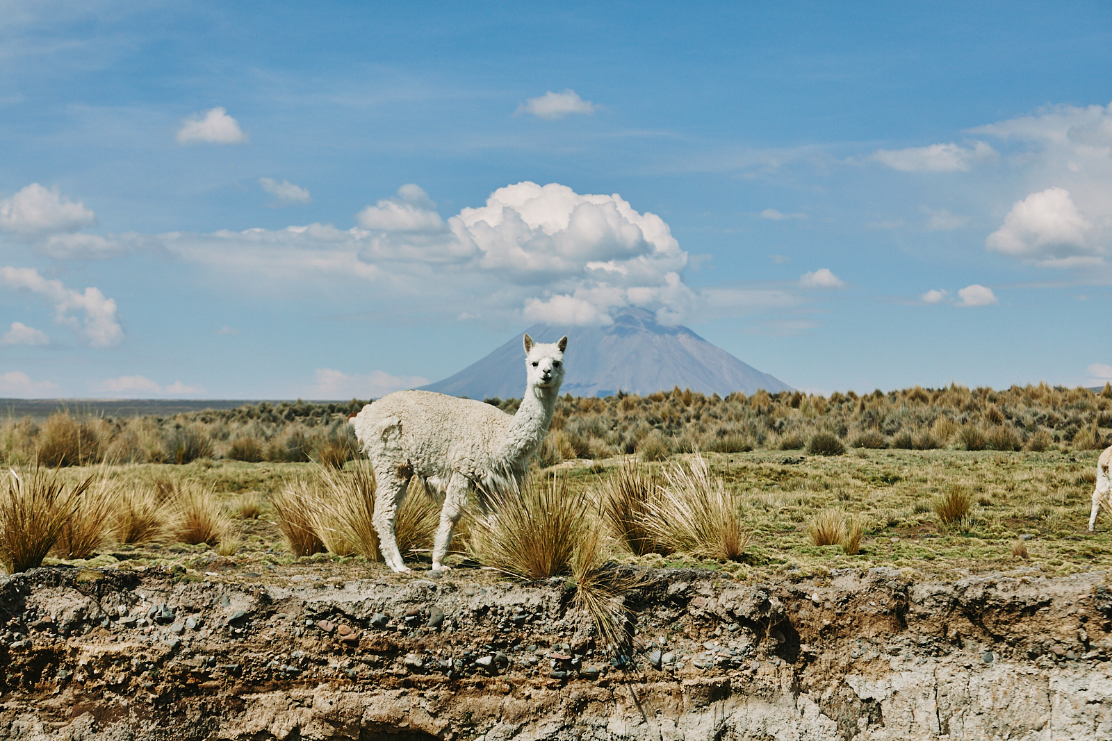 Immagine Perù, un viaggio tra biodiversità e meraviglie naturali: dal delfino rosa al condor andino