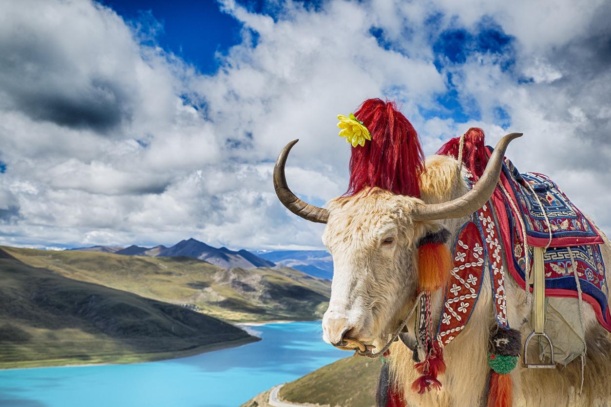 Immagine di sfondo della pagina Associazione Mirabile Tibet in viaggio