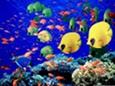 Immagine di sfondo della pagina Egitto, vacanze a Soma Bay 
