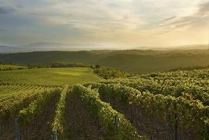 Immagine di sfondo della pagina Passione Maremma: wine&foodshire 2014 a Grosseto