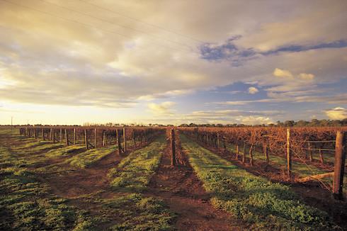 Immagine di sfondo della pagina South Australia: le esperienze del vino in Coonawarra  nella Limestone Coast