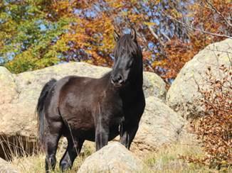 Immagine di sfondo della pagina Wild Horse Watching per la Liguria