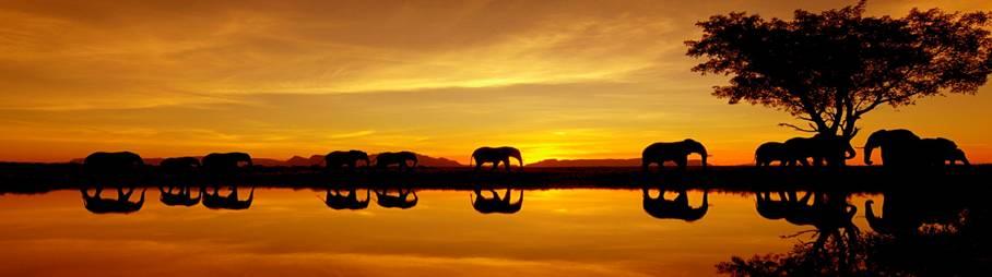 Immagine di sfondo della pagina Nasce Go Afrique