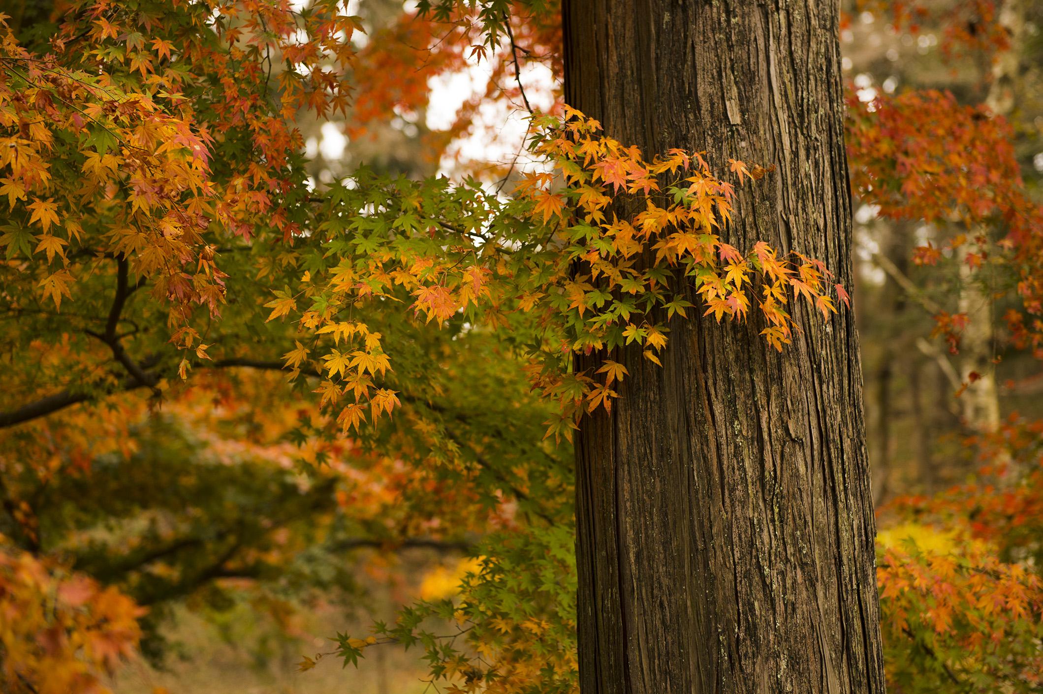 Immagine di sfondo della pagina Tokyo, lo spettacolare foliage autunnale