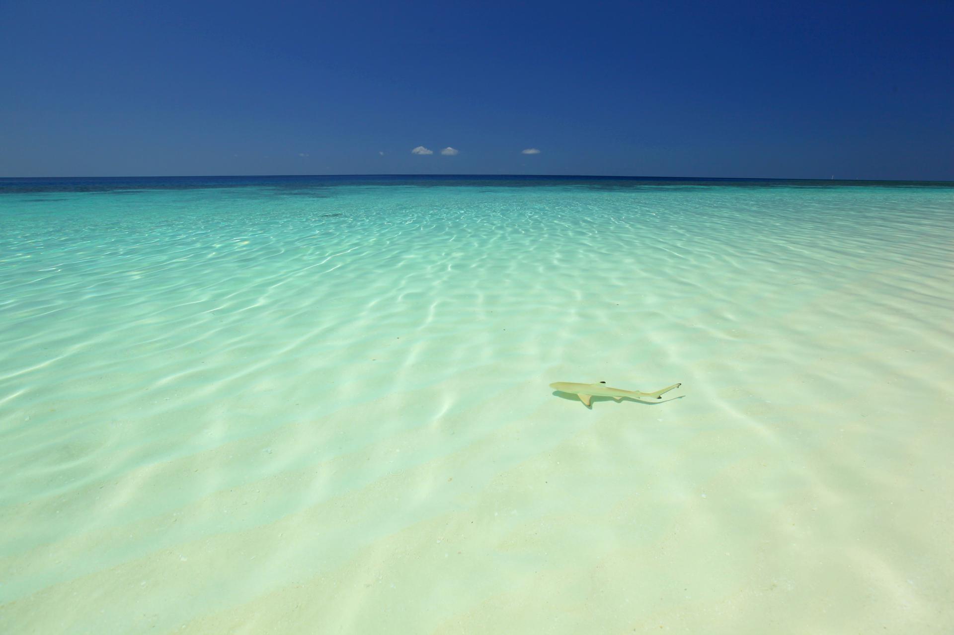 Immagine di sfondo della pagina Glamour, capodanno tra NY, Maldive e Mauritius