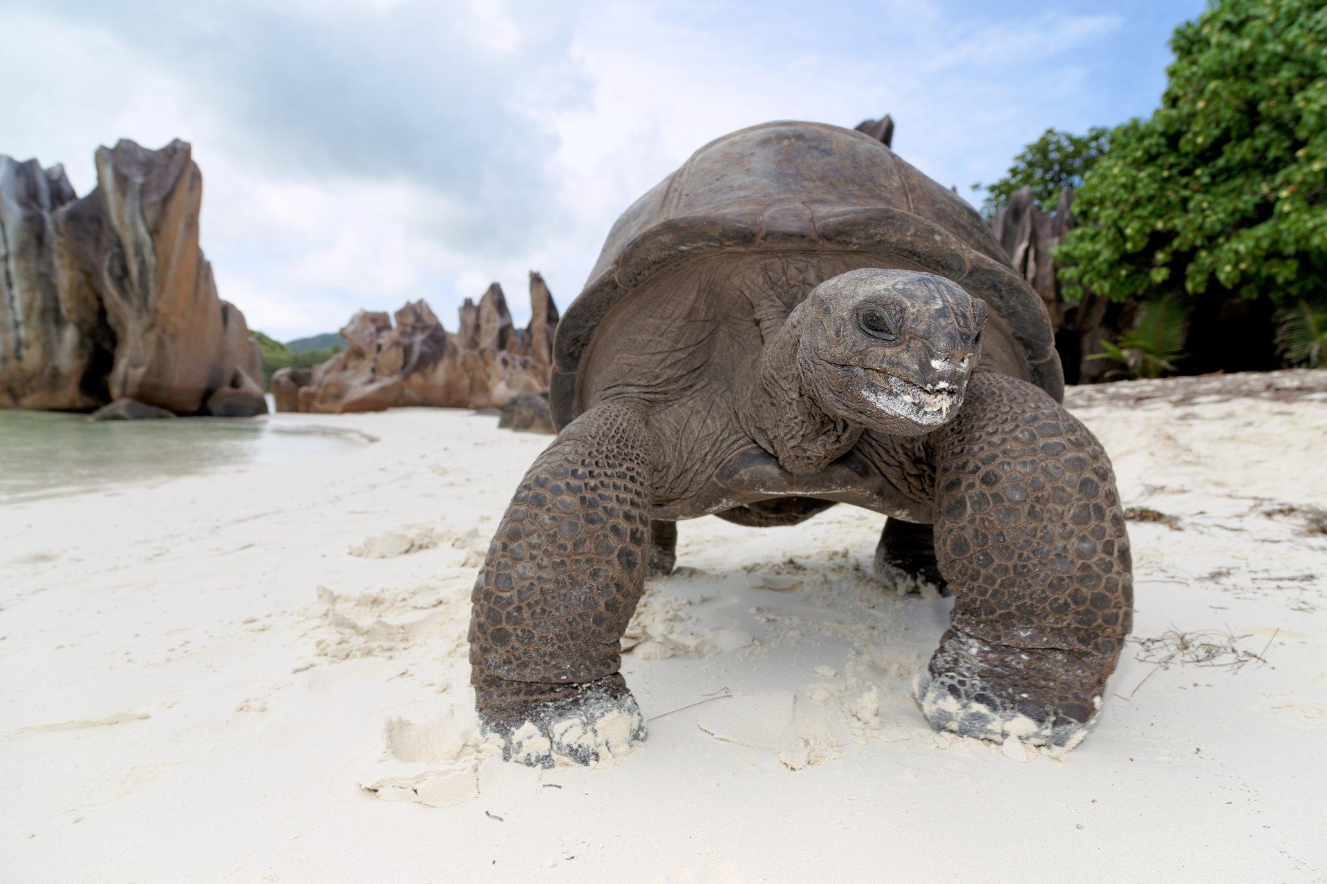 Immagine di sfondo della pagina Seychelles, al via censimento delle tartarughe